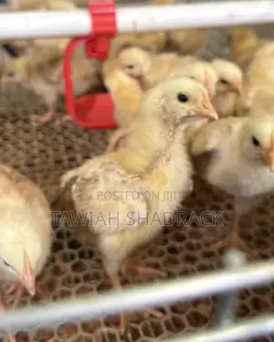 Sasso Chicks Day Old Chicks/ 3 Weeks