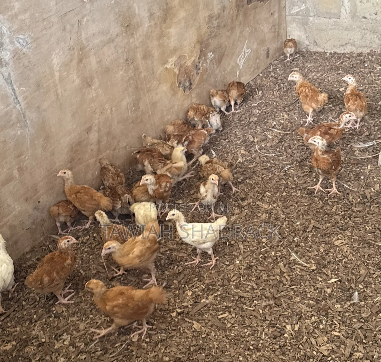 Sasso Chicks Day Old Chicks/ 3 Weeks