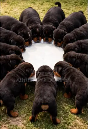 1-3 months Male Mixed Breed Rottweiler