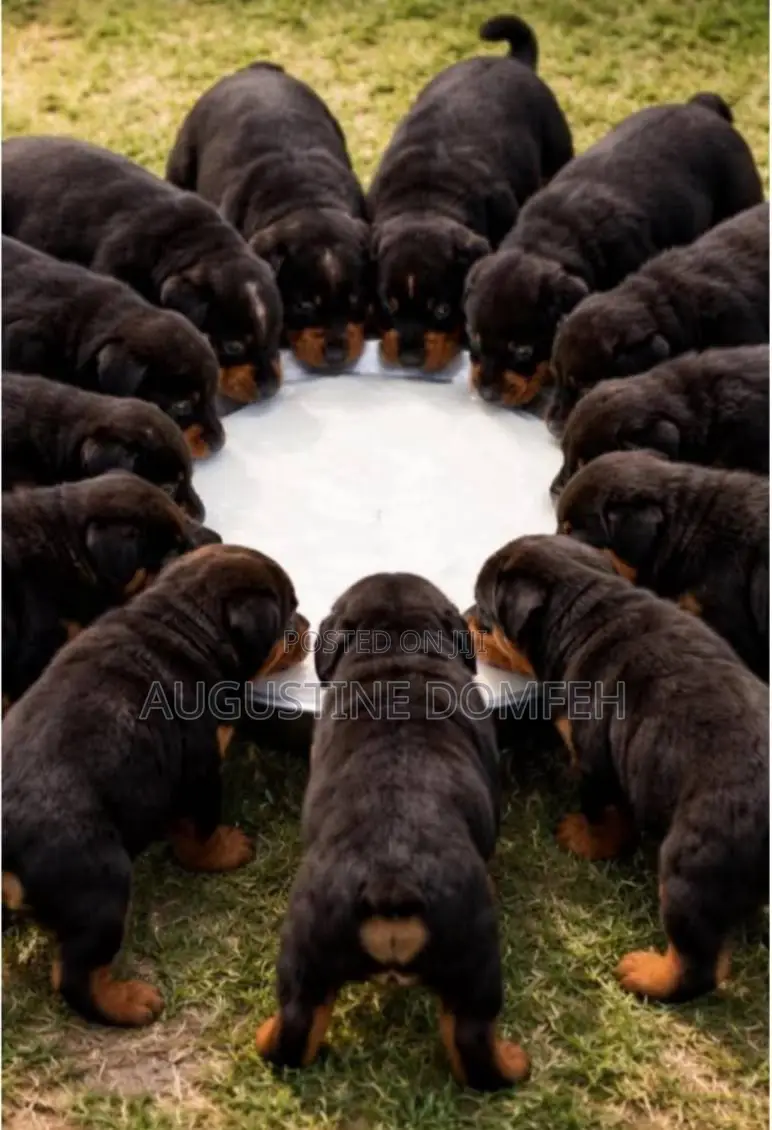 1-3 months Male Mixed Breed Rottweiler