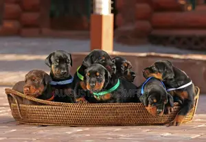 1-3 months Male Mixed Breed Rottweiler