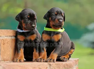 1-3 months Male Mixed Breed Rottweiler