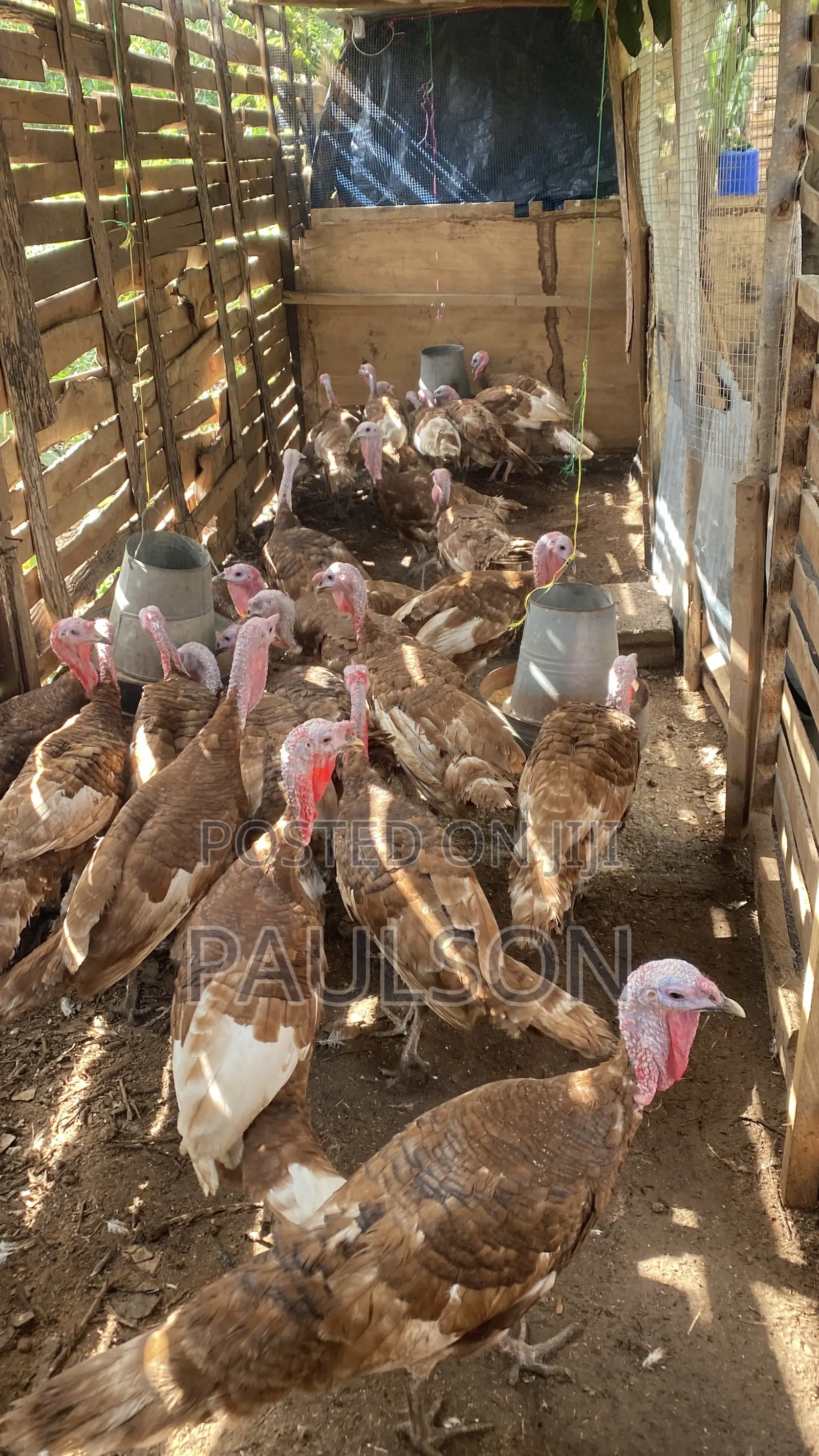Matured Male Brown Turkeys