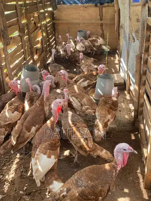 Matured Male Brown Turkeys