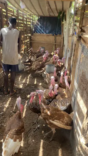 Matured Male Brown Turkeys