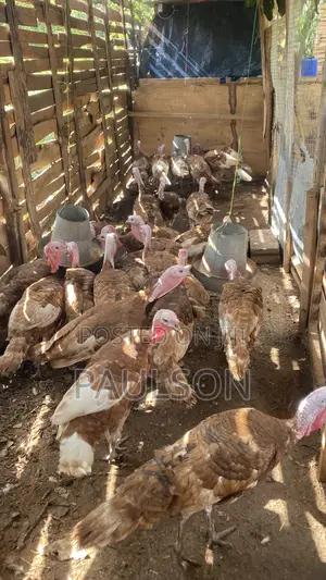 Matured Male Brown Turkeys