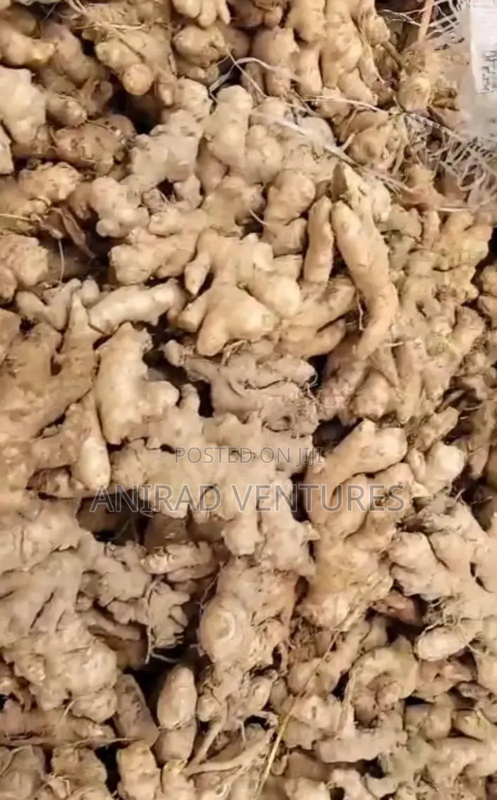 Fresh Ginger Available,100kg Sacks