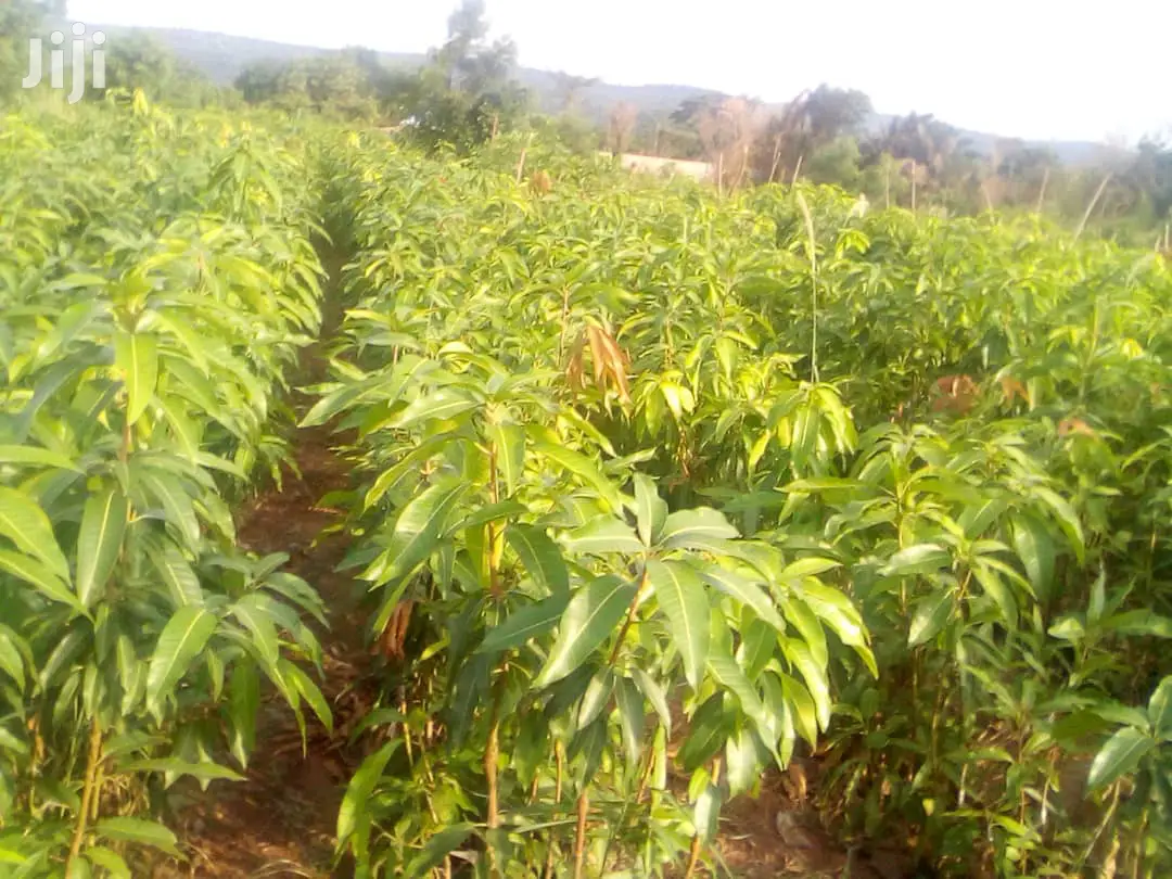 Quality Certified Grafted Mango(Keitt,Kent, Jafina)And Other Seedlings