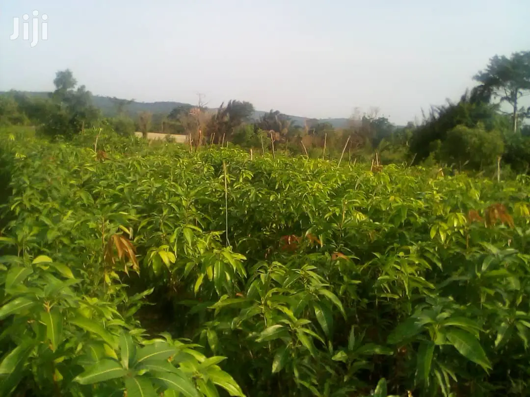 Quality Certified Grafted Mango(Keitt,Kent, Jafina)And Other Seedlings