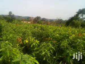 Quality Certified Grafted Mango(Keitt,Kent, Jafina)And Other Seedlings