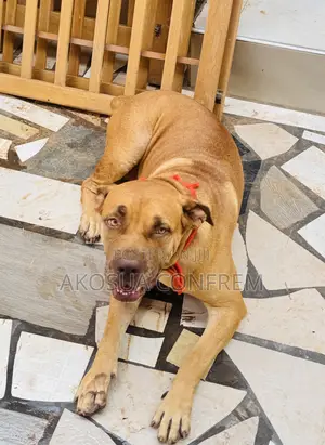 1+ year Female Purebred Boerboel