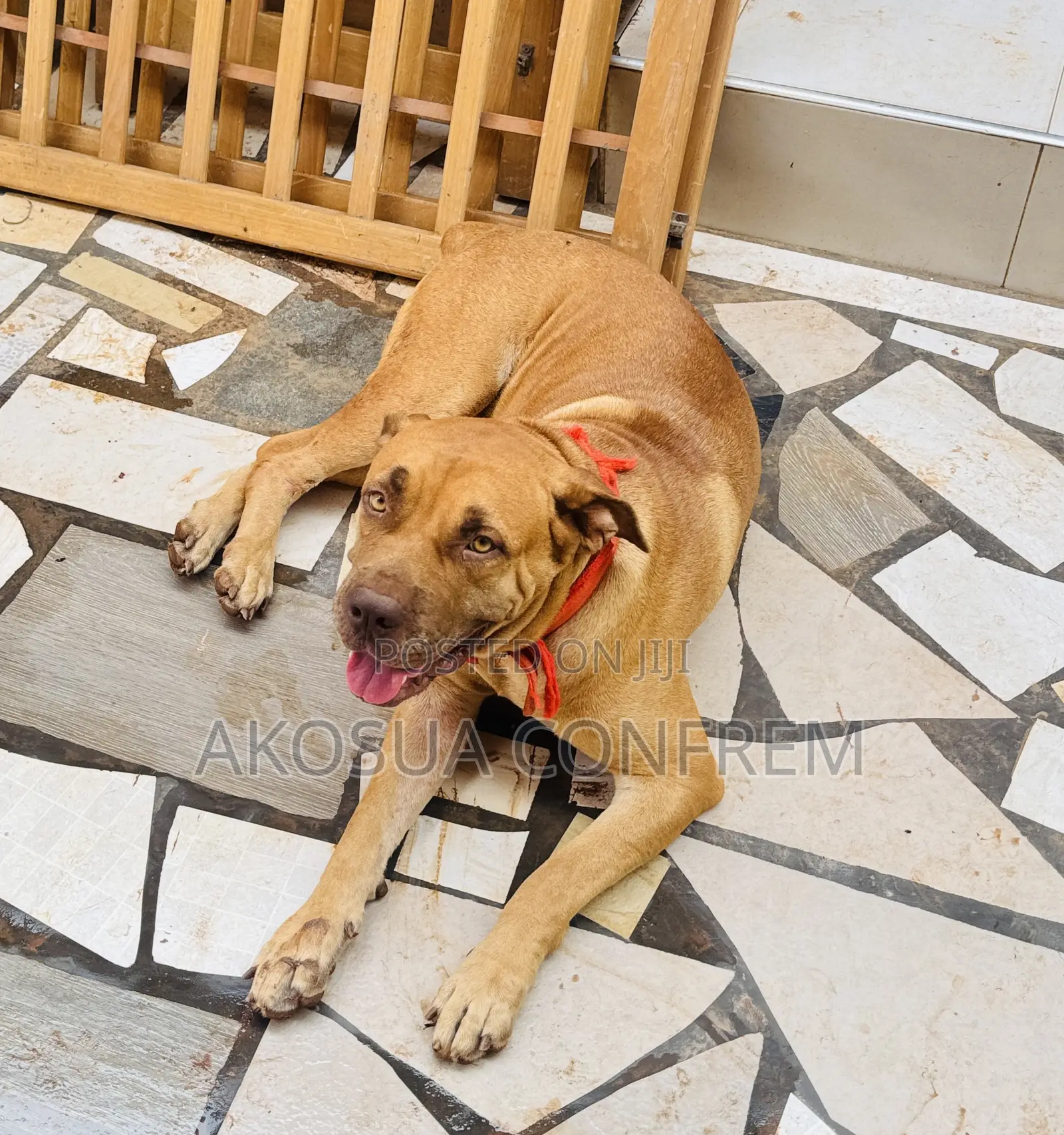 1+ year Female Purebred Boerboel