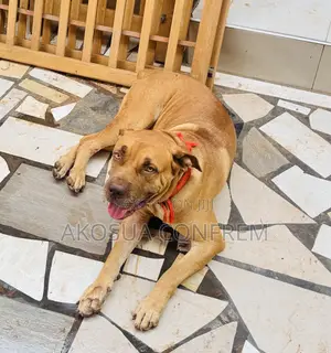 1+ year Female Purebred Boerboel