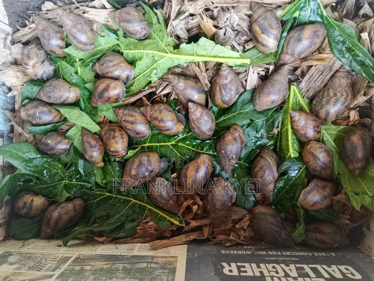 Bush Snails