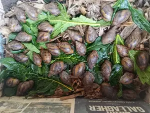 Bush Snails