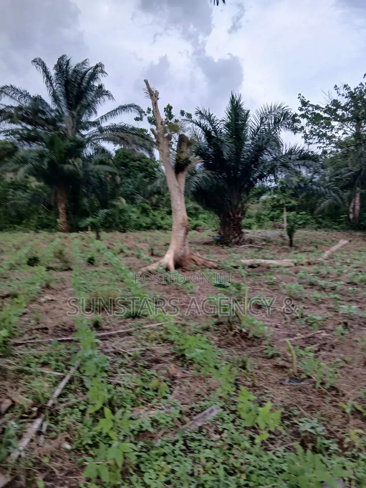 Land Available for Sale in Hohoe