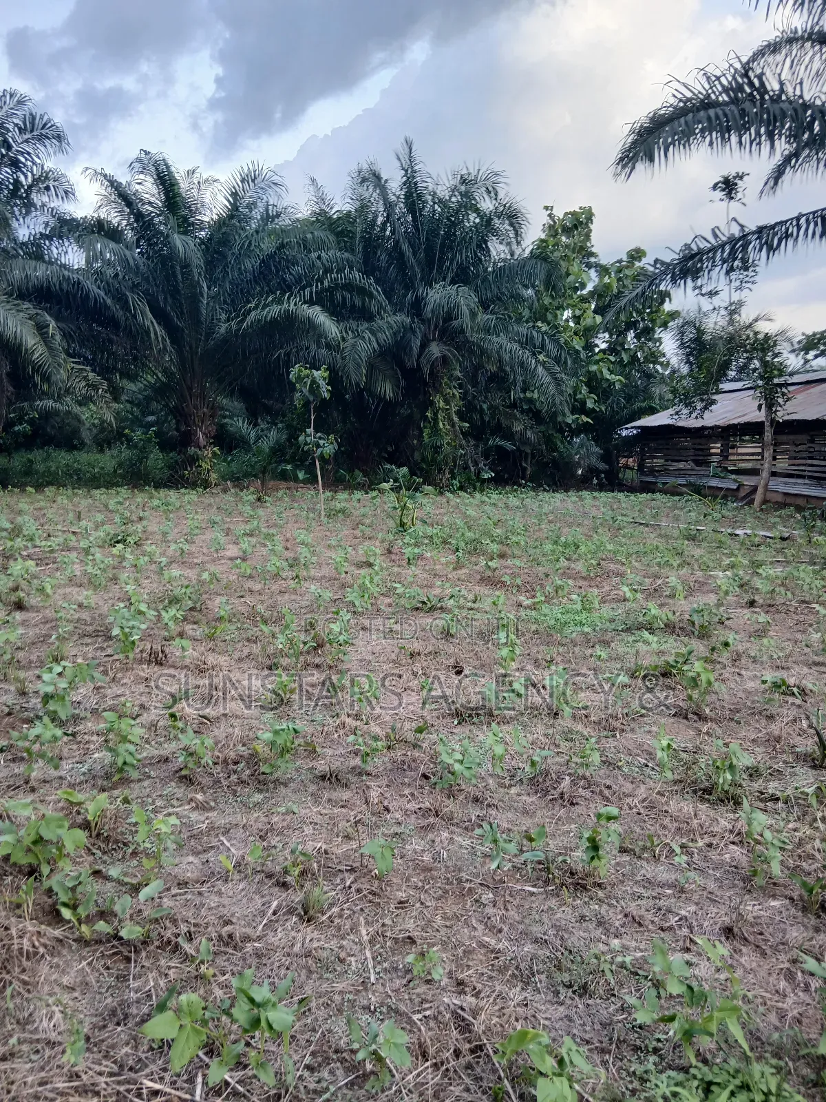 Land Available for Sale in Hohoe