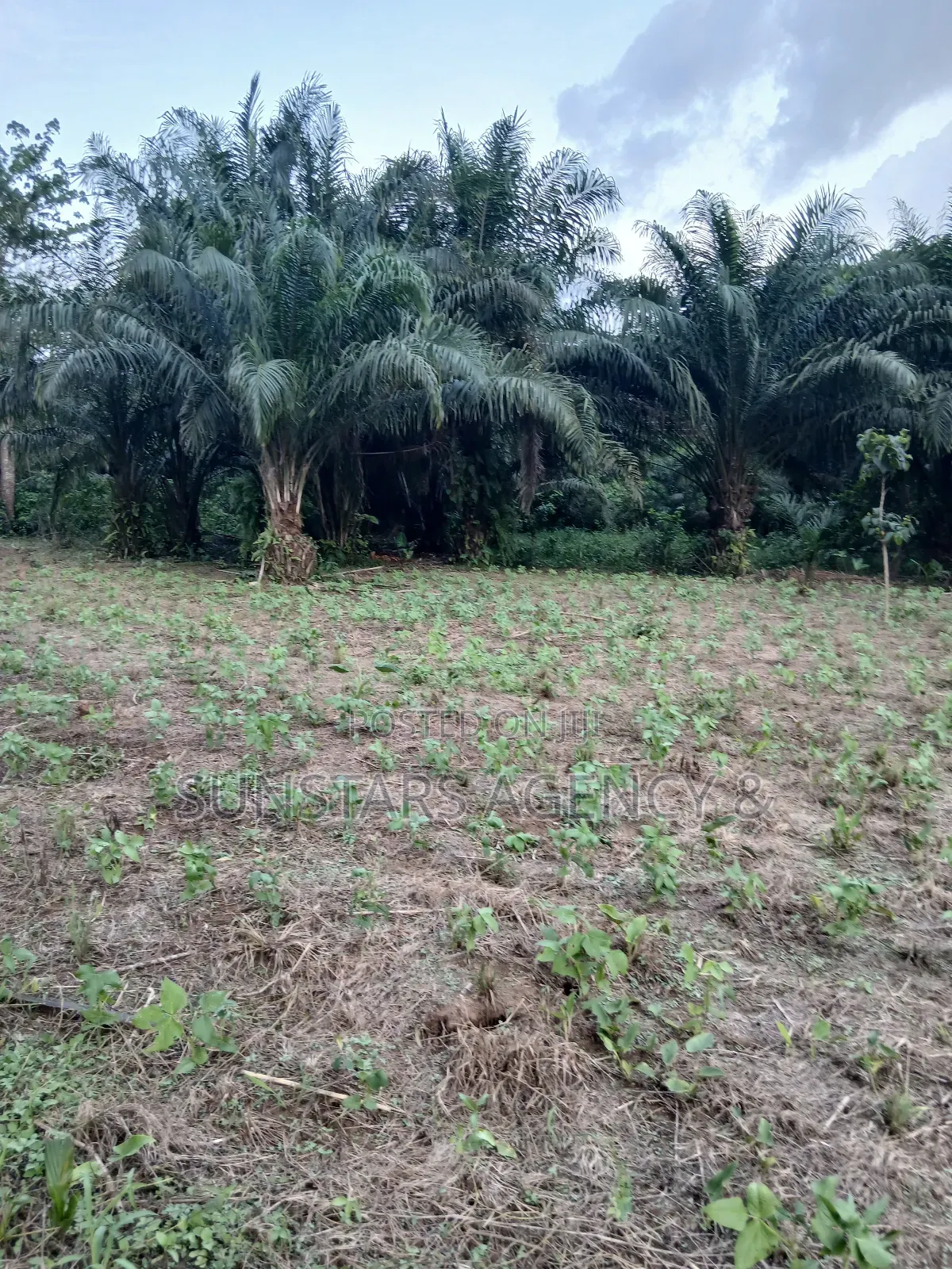 Land Available for Sale in Hohoe