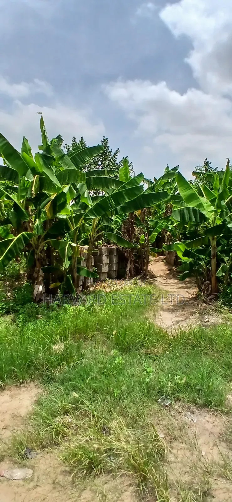 2 Plots of Land at Tech Donyina Knust Campus