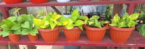 Money Plant for Sale