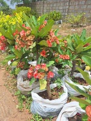 Euphorbia for Sale