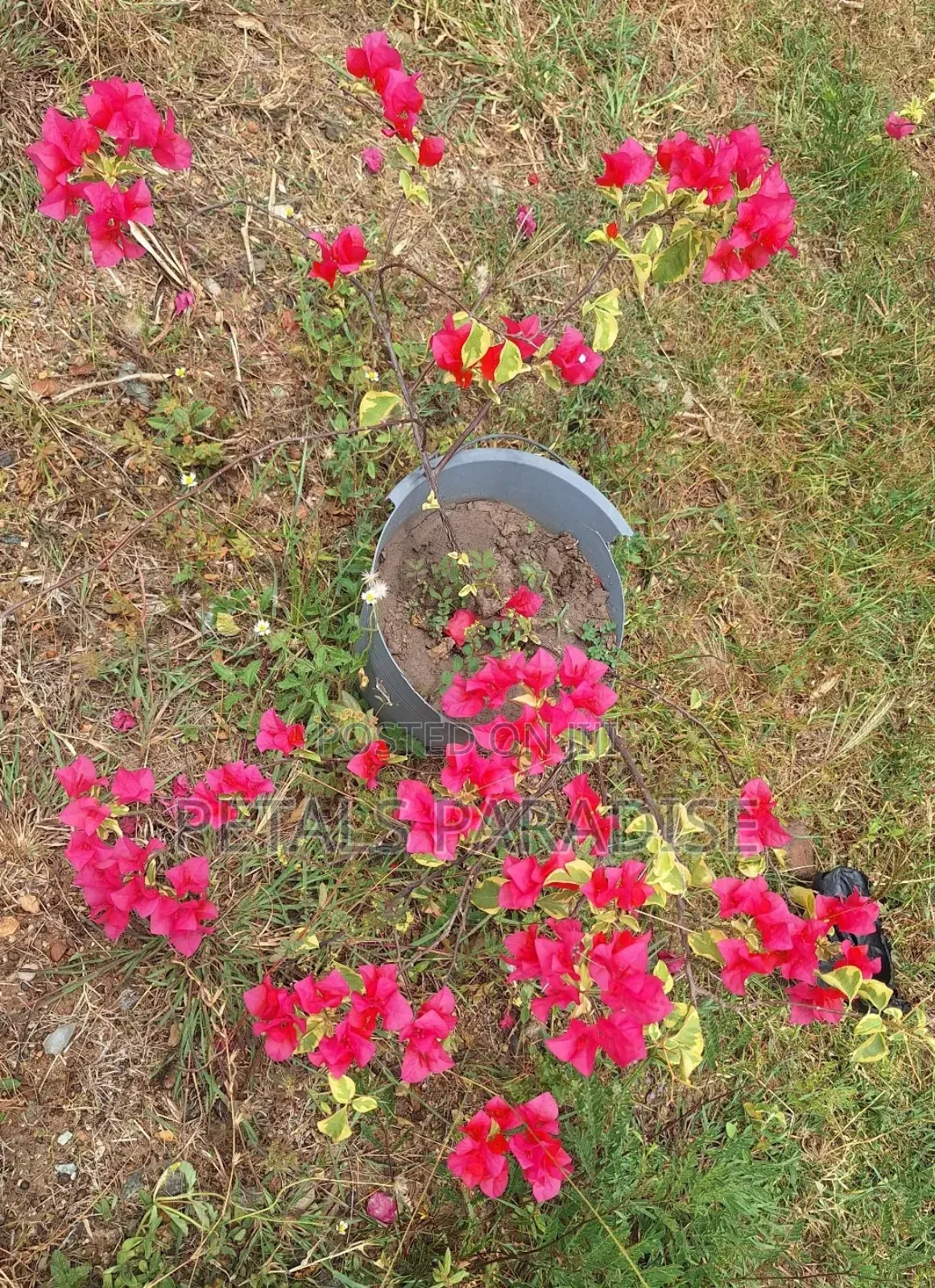 Bougainvillea for Sale