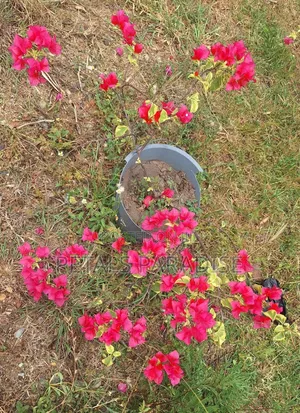 Bougainvillea for Sale
