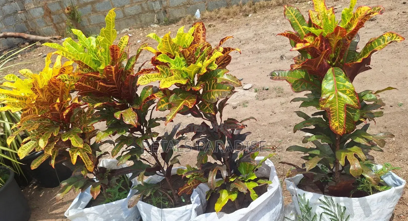 Croton for Sale