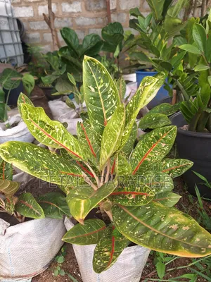 Aglaonema for Sale