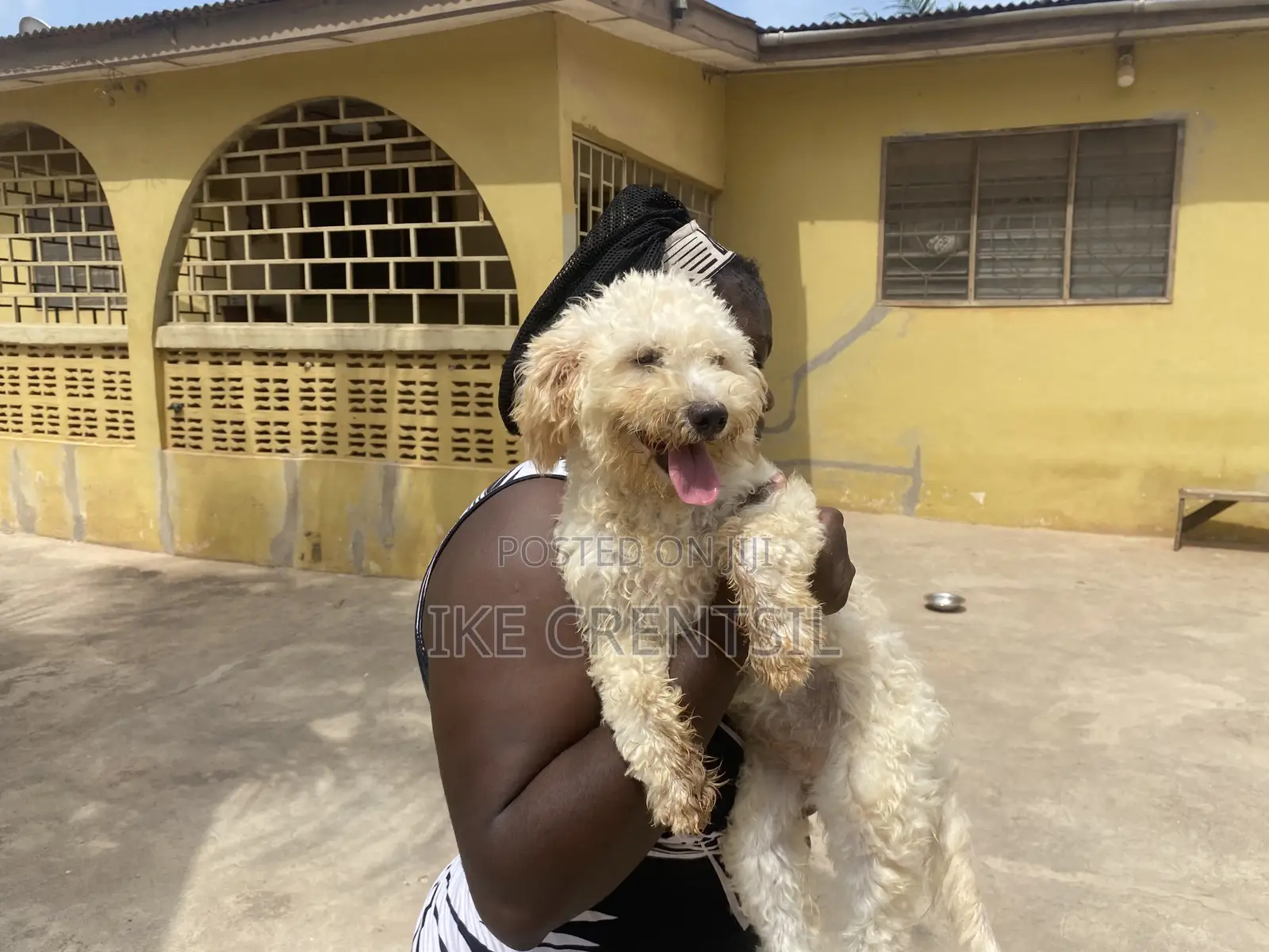 0-1 month Female Purebred Poodle
