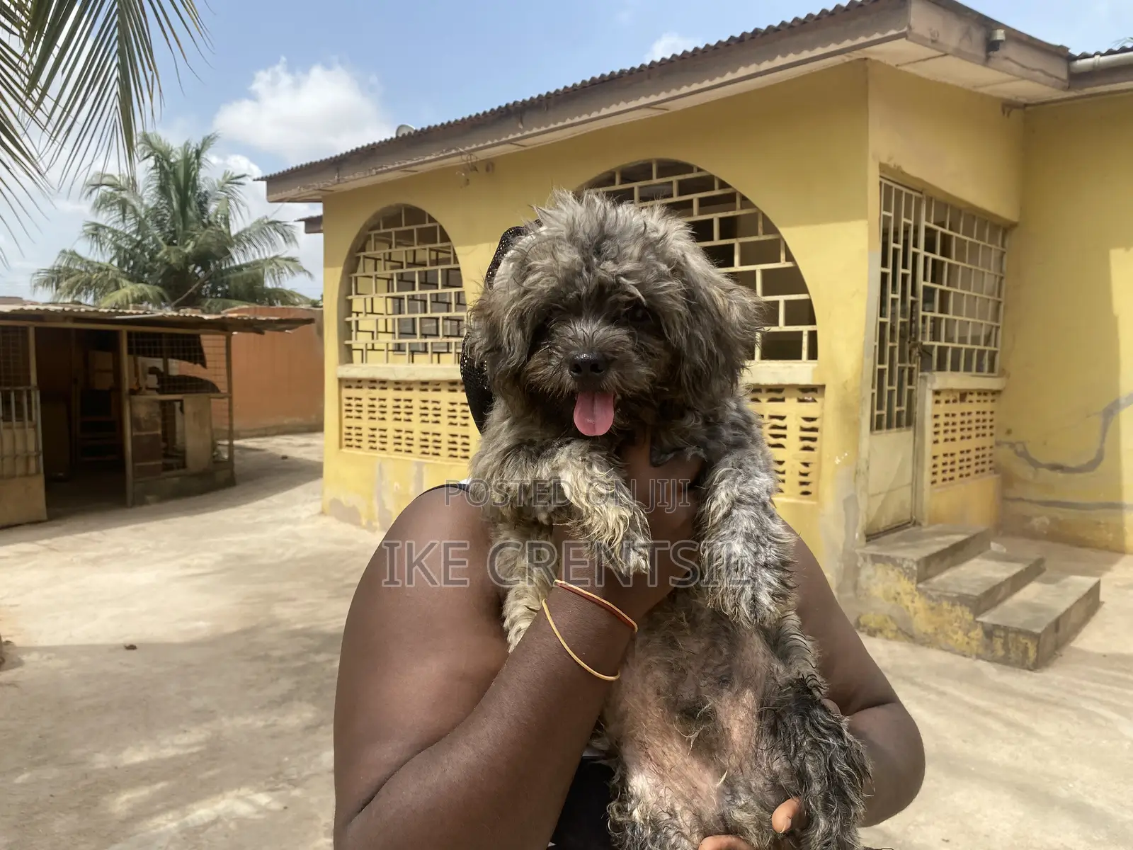 0-1 month Female Purebred Poodle