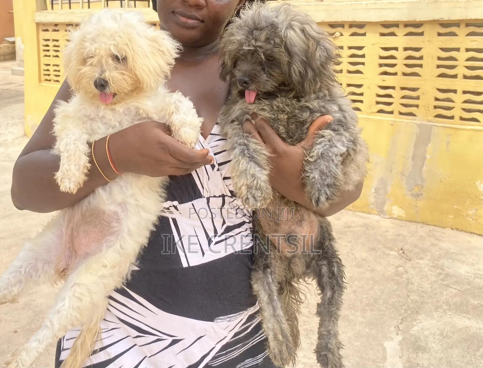 0-1 month Female Purebred Poodle
