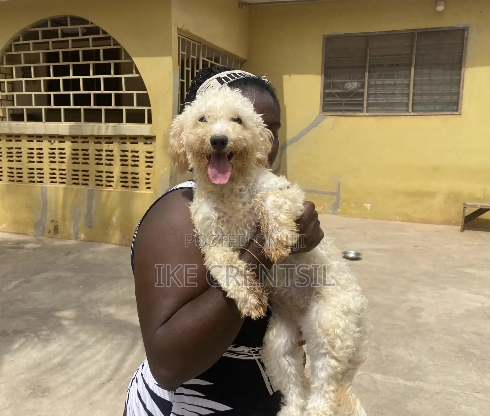 0-1 month Female Purebred Poodle
