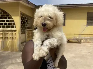 0-1 month Female Purebred Poodle