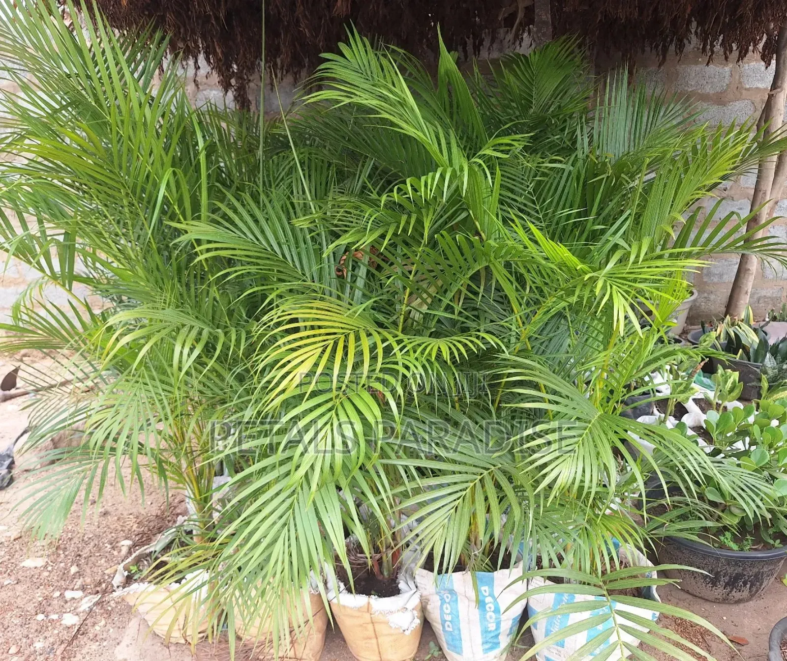 Cane Palm for Sale