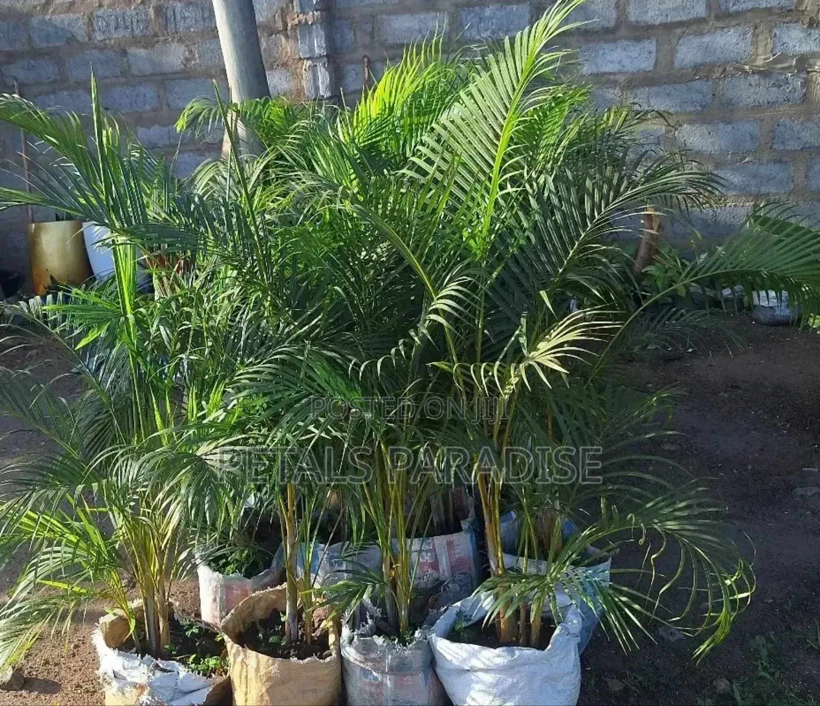 Cane Palm for Sale