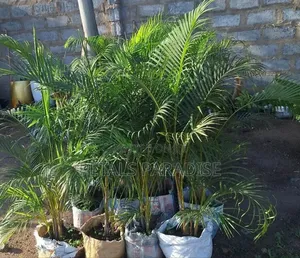 Cane Palm for Sale