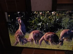 Sigma STV-Ku55v6-S 55" Unbelievable Led Tv