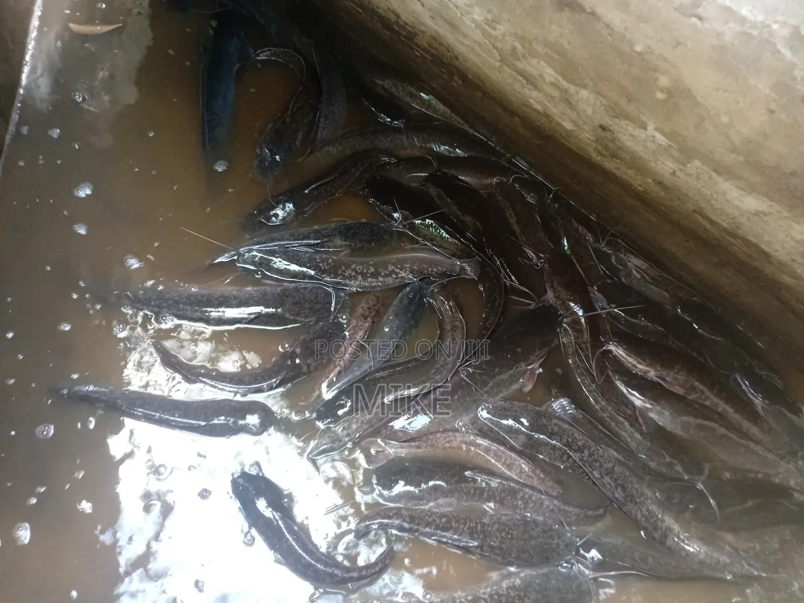 Catfish for Sale