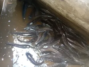 Catfish for Sale