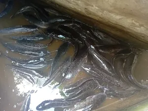 Catfish for Sale