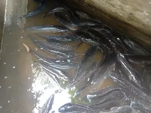 Catfish for Sale