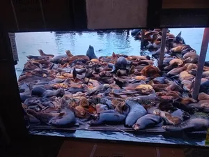 55" Sigma Jaw Dropping Led Smart Tv.