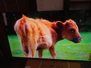 Sigma 55 " Led Tv, Astonishing Value