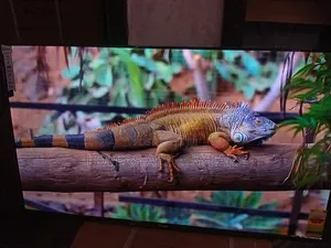 55" Sigma Unforgettable Led Frameless Tv
