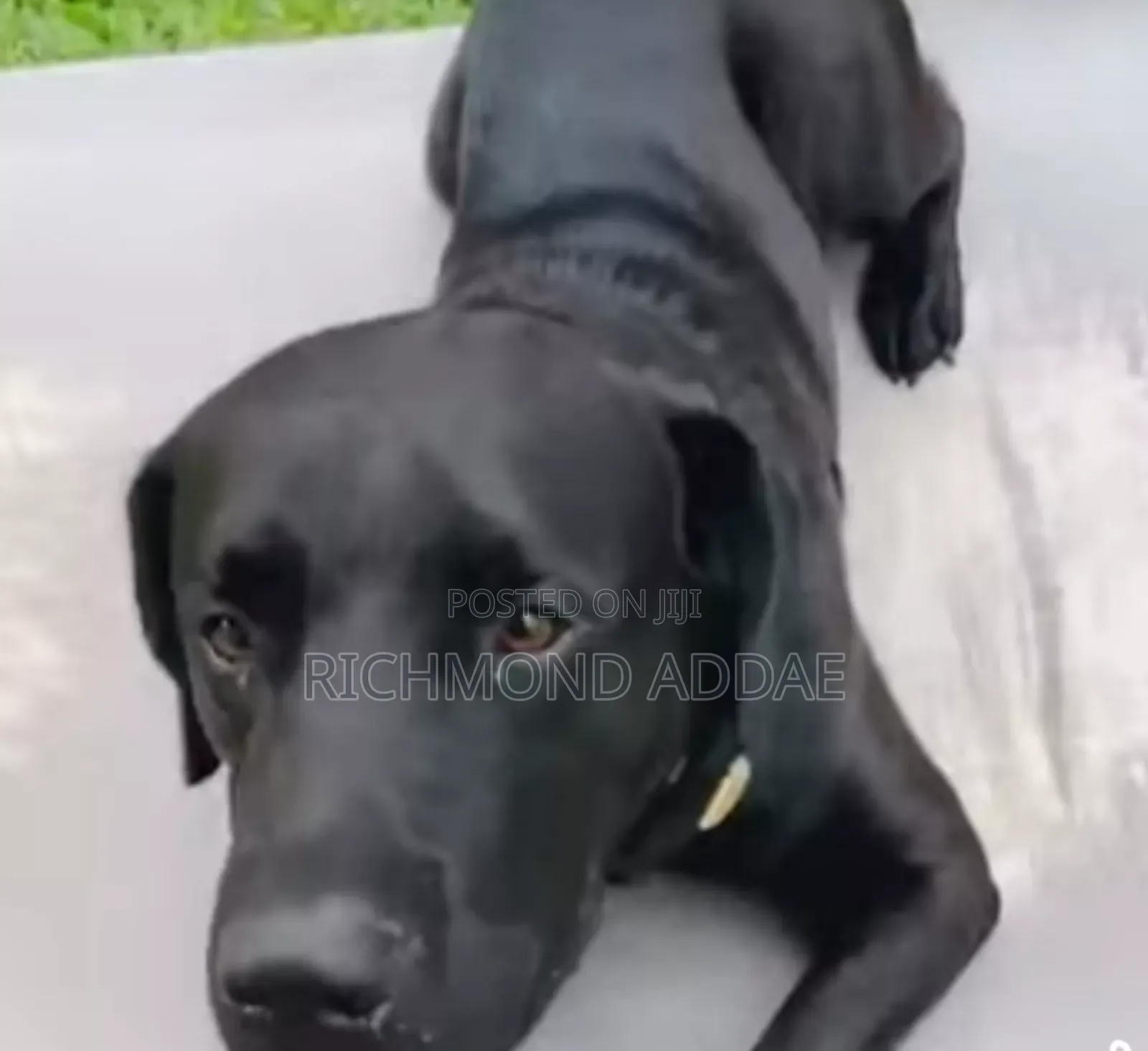 1-3 months Female Mixed Breed Dog