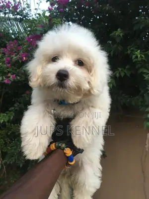1-3 months Female Purebred Poodle