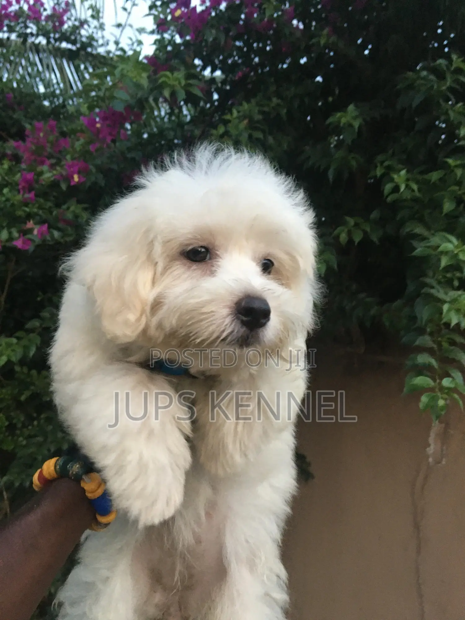 1-3 months Female Purebred Poodle