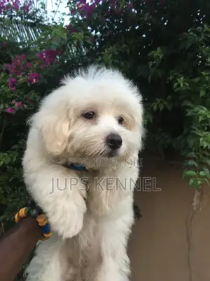 1-3 months Female Purebred Poodle