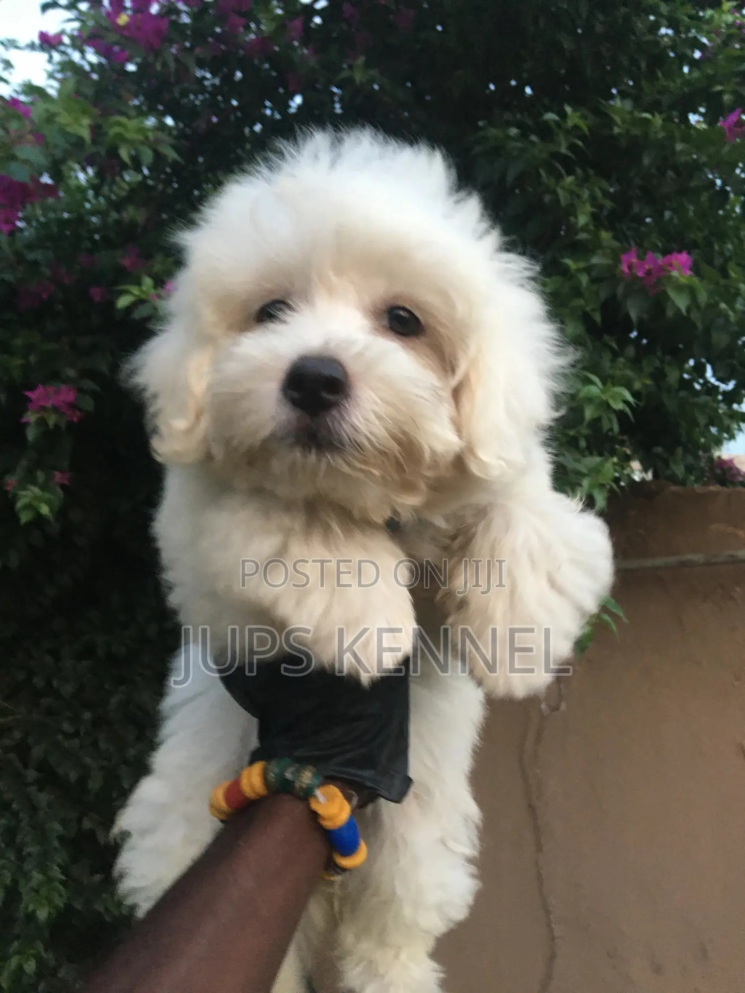 1-3 months Female Purebred Poodle